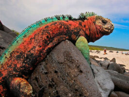 Tour a Galapagos Clásico