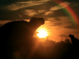 Tour Islas Galapagos de locura