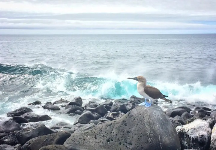 Punta Carola Punta Carola