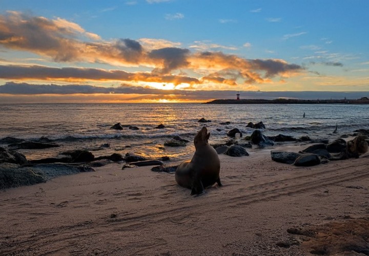 Punta Carola Punta Carola