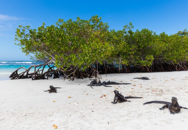 tortuga Bay Galapagos 1